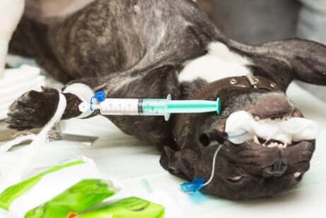 La prophylaxie chez les chiens se fait sous anesthésie.