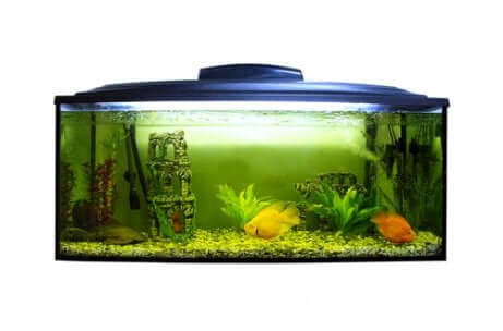 Le pH de l'aquarium, s'il n'est pas équilibré, peut affecter les poissons.