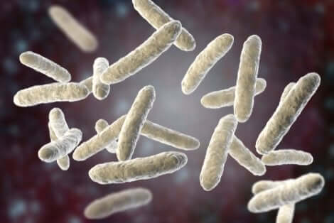 Les bactéries à l'origine de la pneumonie.