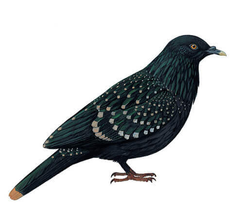 Le pigeon de Liverpool : habitat et comportement