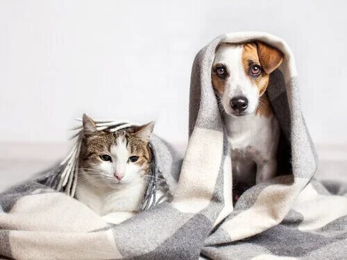 Le choc chez le chien et le chat est une maladie grave.