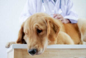 Un chien malade chez le vétérinaire.