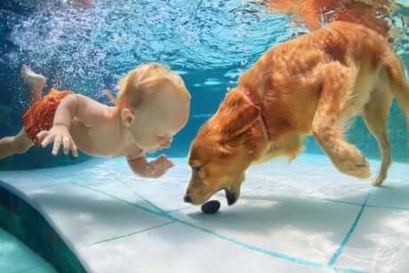 Qu'apporte la natation pour les chiens ?