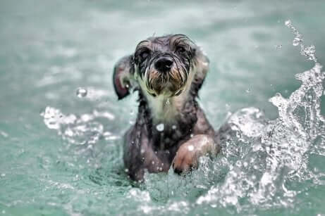 La natation pour les chiens apporte de nombreux bienfaits.