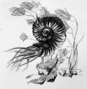 Un dessin d'ammonites. 