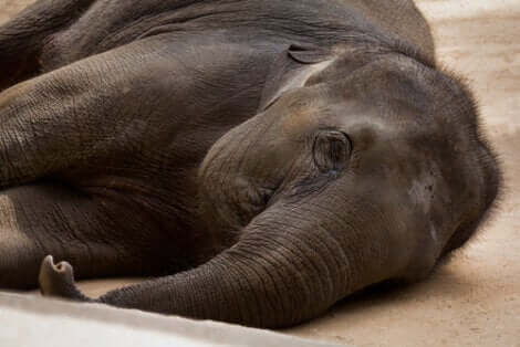 Un éléphant en captivité couché sur une des installation spéciales.