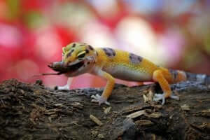 Un gecko léopard avec une proie.