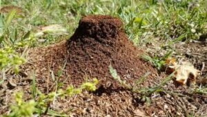 Les animaux myrmécophages sont les animaux qui se nourrissent de fourmis.