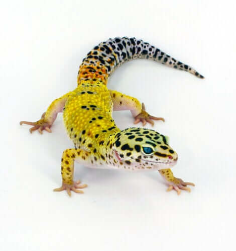 Un gecko léopard jaune.