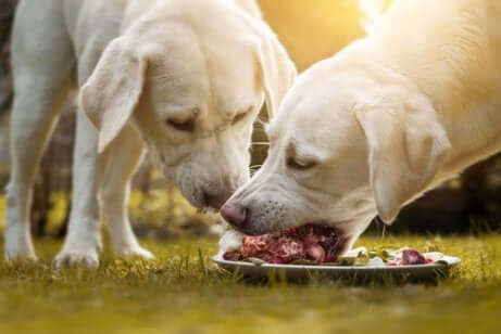 Deux chiens carnivores mangeant de la viande.
