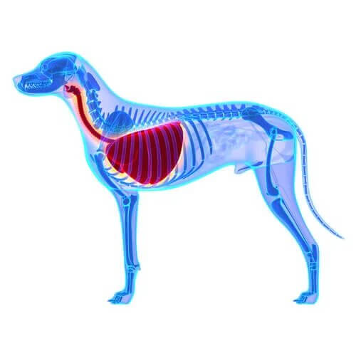 Qu'est-ce que l'œdème pulmonaire chez le chien ?