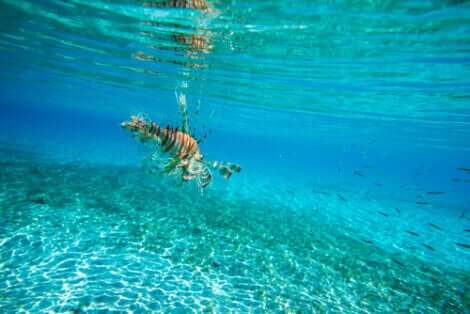 Un poisson-lion dans des eaux claires.