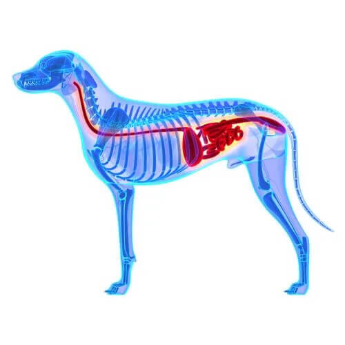 Les chiens à l'estomac sensible peuvent avoir des problèmes intestinaux.