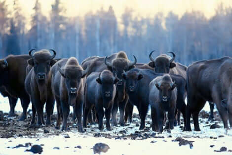 L'auroch eurasiatique vit en troupeau.
