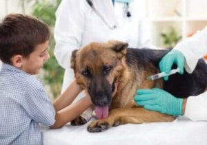 Un chien se faisant vacciner contre la vascularite
