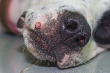 Les verrues peuvent apparaître sur le museau des chiens.