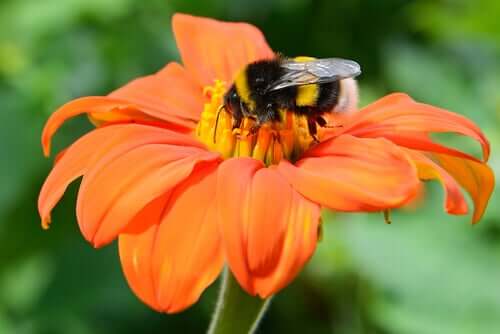 Insectes pollinisateurs et plantes : une symbiose ancestrale