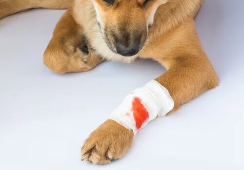 Il est important de prendre soin du chien après une chirurgie orthopédique.