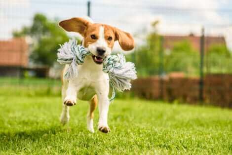 Le beagle, l'une des races de chien susceptibles de s'échapper.