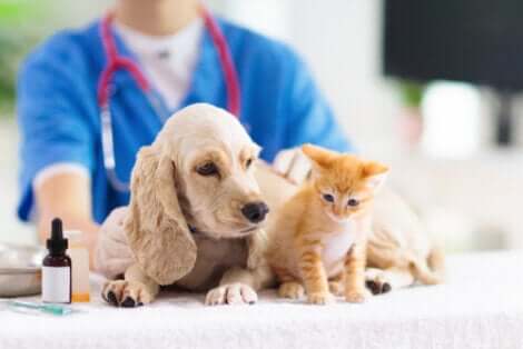 Un chien et un chat chez le vétérinaire ayant besoin d'une thérapie au laser.