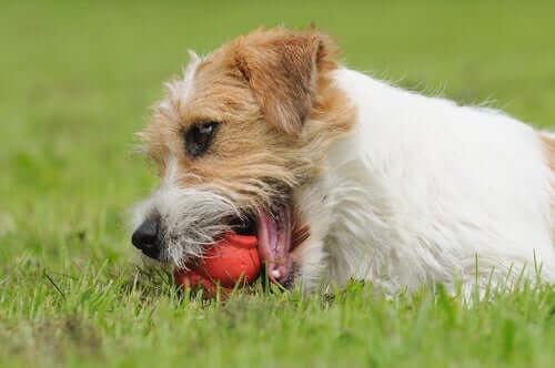 Trouble obsessionnel compulsif canin : symptômes et traitement