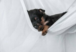 Un chiot qui dort dans un drap suspendu. 