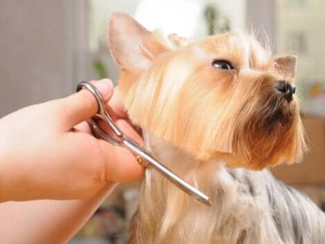 Il est préférable de ne pas couper les poils des chiens quand il fait chaud.