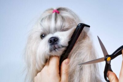 Est-il bénéfique de couper les poils des chiens quand il fait chaud ?