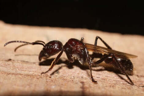 Le nom de la fourmi balle de fusil fait référence à la douleur que sa piqûre provoque. 
