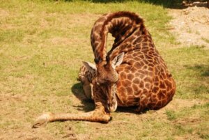Pourquoi les girafes dorment-elles si peu ?