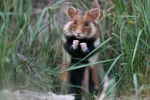 Le hamster d'Europe : un mammifère en grave danger