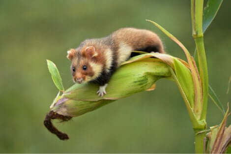 Le hamster d'Europe est en danger d'extinction.