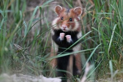 Le hamster d’Europe : un mammifère en grave danger