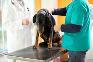 Leucémie chez les chiens : causes et symptômes