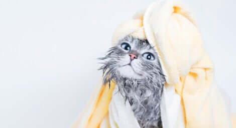 Un chat lavé avec des lingettes humides.