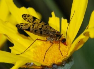 Une mouche sur une fleur : elle fait partie des insectes pollinisateurs. 