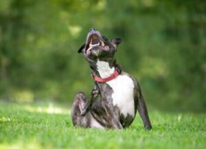Comment traiter l'irritation cutanée chez les chiens ?