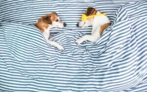 Pourquoi les chiens grattent-ils l'endroit où ils dorment ensuite ?
