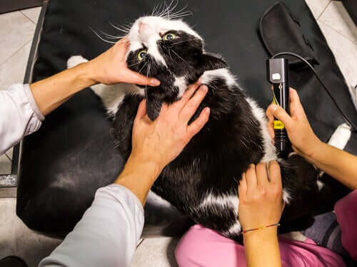 La thérapie au laser pour les animaux de compagnie