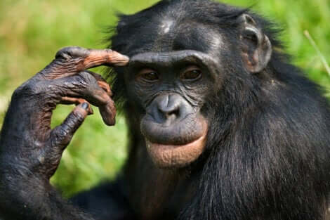 Il s'agit d'un bonobo.