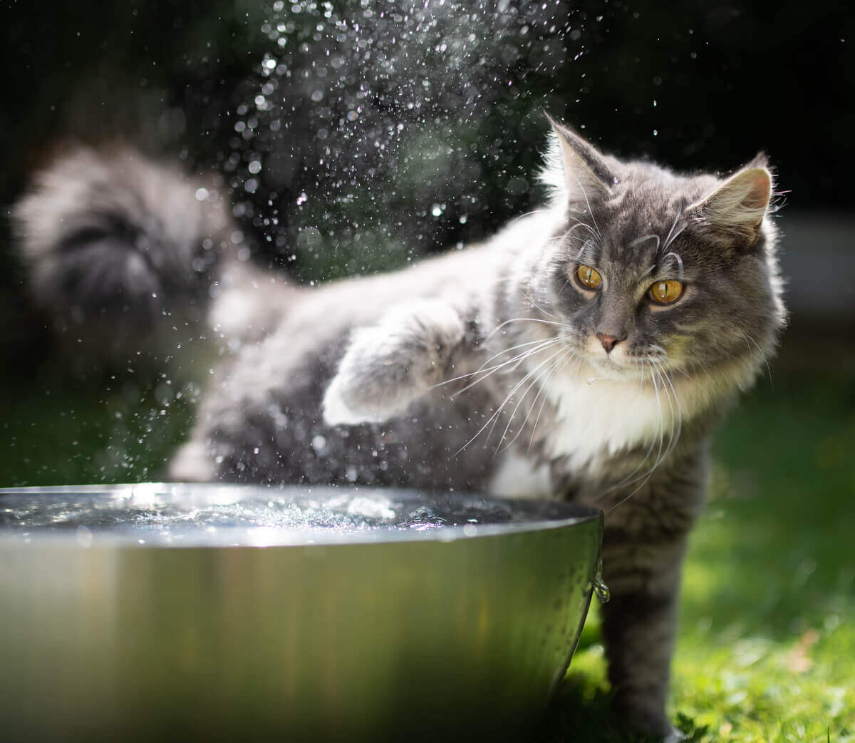 Les chats n'aiment pas l'eau.