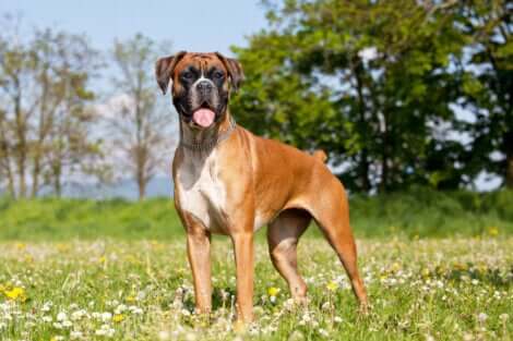 Le boxer, l'une des meilleures races de chien de garde.