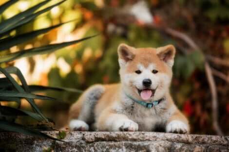 Le chiot Akita, l'une des meilleures races de chien de garde.