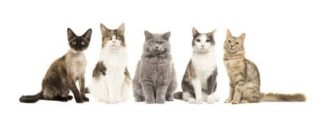 Illustration qui représente cinq races de chats différentes.