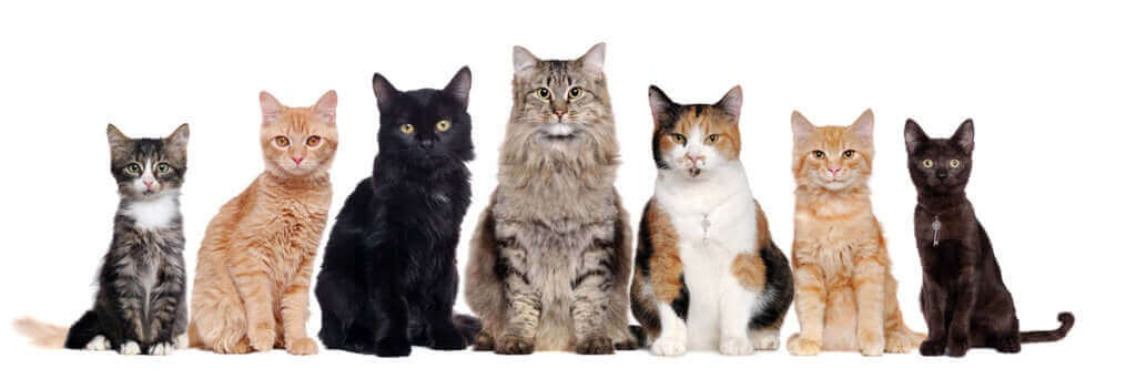 Savez-vous combien de races de chats y a-t-il ?