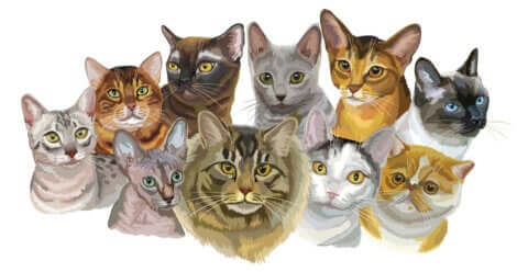 Illustration qui représente différentes races de chat. 