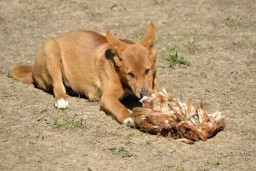 Un dingo en train de s'alimenter. 