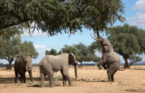 Des éléphants qui mangent des branches.