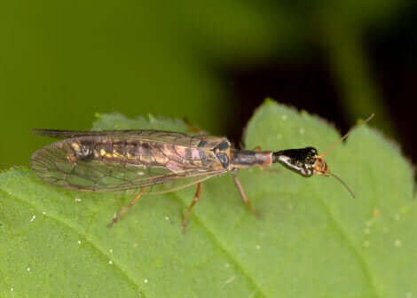 Certains insectes sont considérés comme des contrôleurs de fléaux.