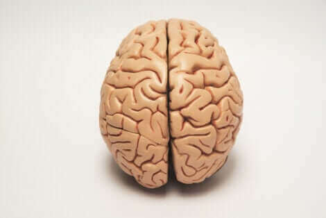 La latéralisation du cerveau explique le fait qu'un animal peut aussi être droitier ou gaucher. 